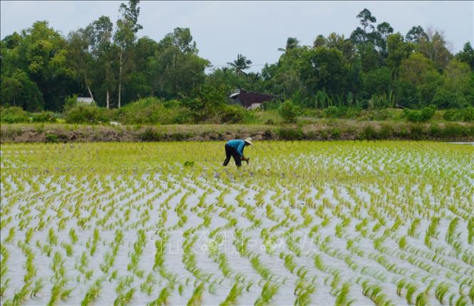 Nông dân thu lợi hàng trăm triệu đồng từ mô hình lúa-tôm hữu cơ xen canh- Ảnh 2.