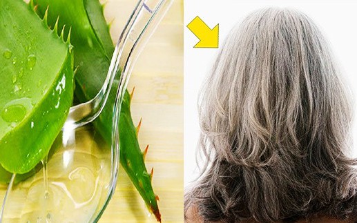 Loại lá có tác dụng phục hồi tóc hư tổn chỉ sau vài lần gội đầu