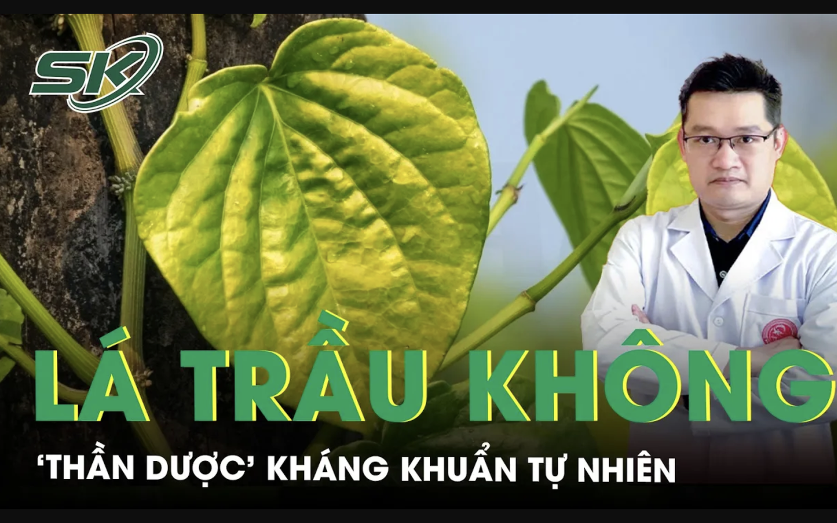 Lá trầu không: Từ miếng trầu đến ‘thần dược’ kháng khuẩn tự nhiên