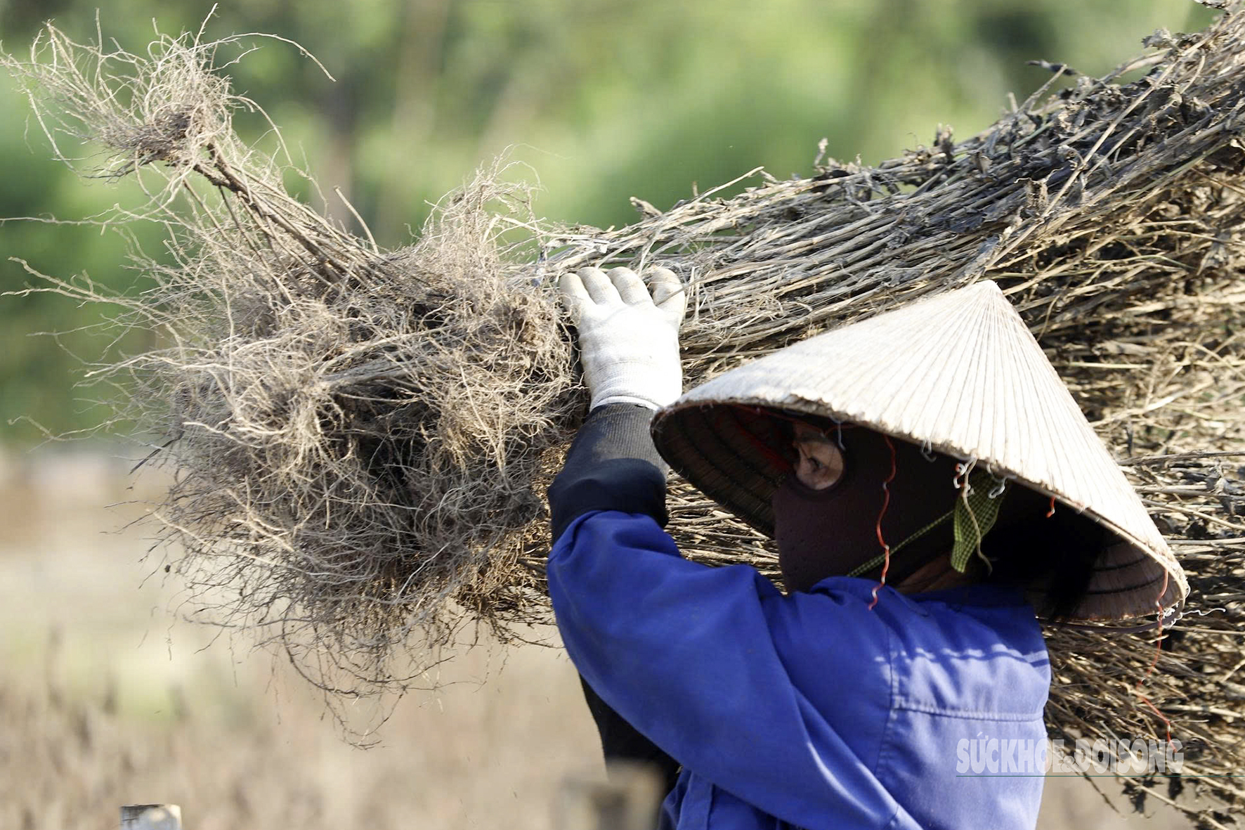 Cúc họa mi chưa kịp nở đã tàn trong lũ- Ảnh 4.