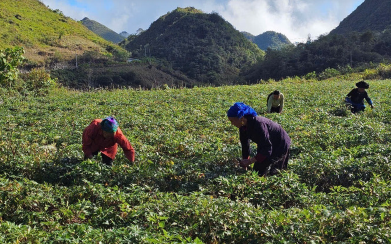 Hoàn thiện cơ chế, chính sách – nền tảng phát triển vùng nguyên liệu, hướng đi tất yếu cho ngành dược Việt Nam bền vững- Ảnh 2. Dược liệu quý - Chìa khóa phát triển kinh tế bền vững vùng núi