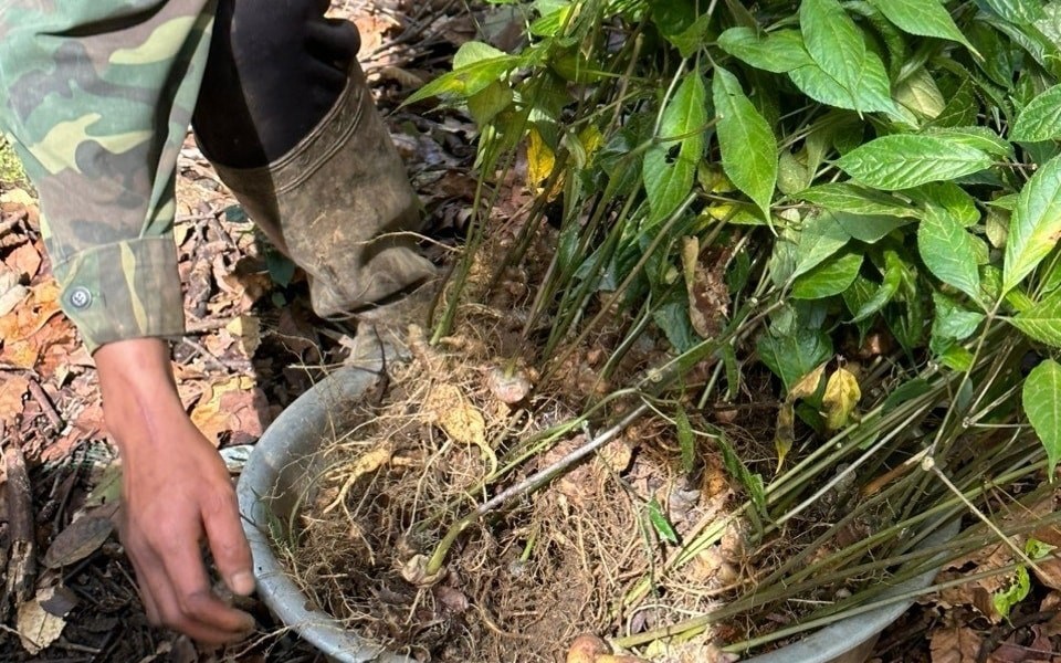 Hoàn thiện cơ chế bảo tồn và phát triển giống dược liệu: Bước đi chiến lược cho y học cổ truyền Việt Nam- Ảnh 3. Ngành dược liệu Việt Nam: Từ tiềm năng dồi dào đến chiến lược đột phá