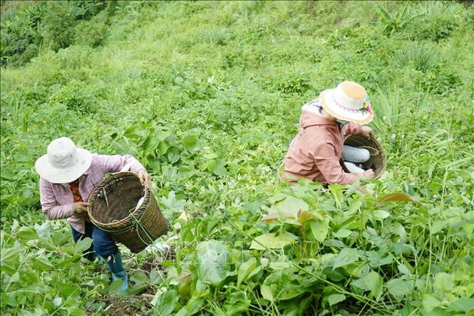Điện Biên nhân rộng mô hình sinh kế từ lợi thế địa phương, hướng tới giảm nghèo bền vững- Ảnh 2. Điện Biên nhân rộng mô hình sinh kế từ lợi thế địa phương, hướng tới giảm nghèo bền vững- Ảnh 2.