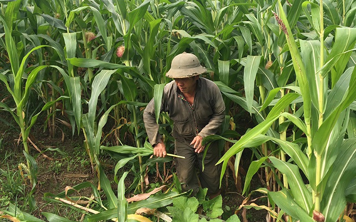 Điện Biên nhân rộng mô hình sinh kế từ lợi thế địa phương, hướng tới giảm nghèo bền vững