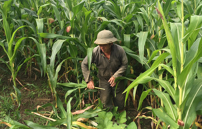Điện Biên nhân rộng mô hình sinh kế từ lợi thế địa phương, hướng tới giảm nghèo bền vững- Ảnh 3. Điện Biên nhân rộng mô hình sinh kế từ lợi thế địa phương, hướng tới giảm nghèo bền vững- Ảnh 3.