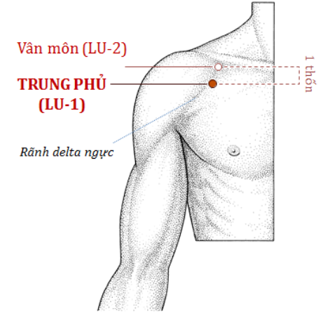 5 bài tập dưỡng sinh tốt cho phổi- Ảnh 3. 5 bài tập dưỡng sinh tốt cho phổi- Ảnh 3.