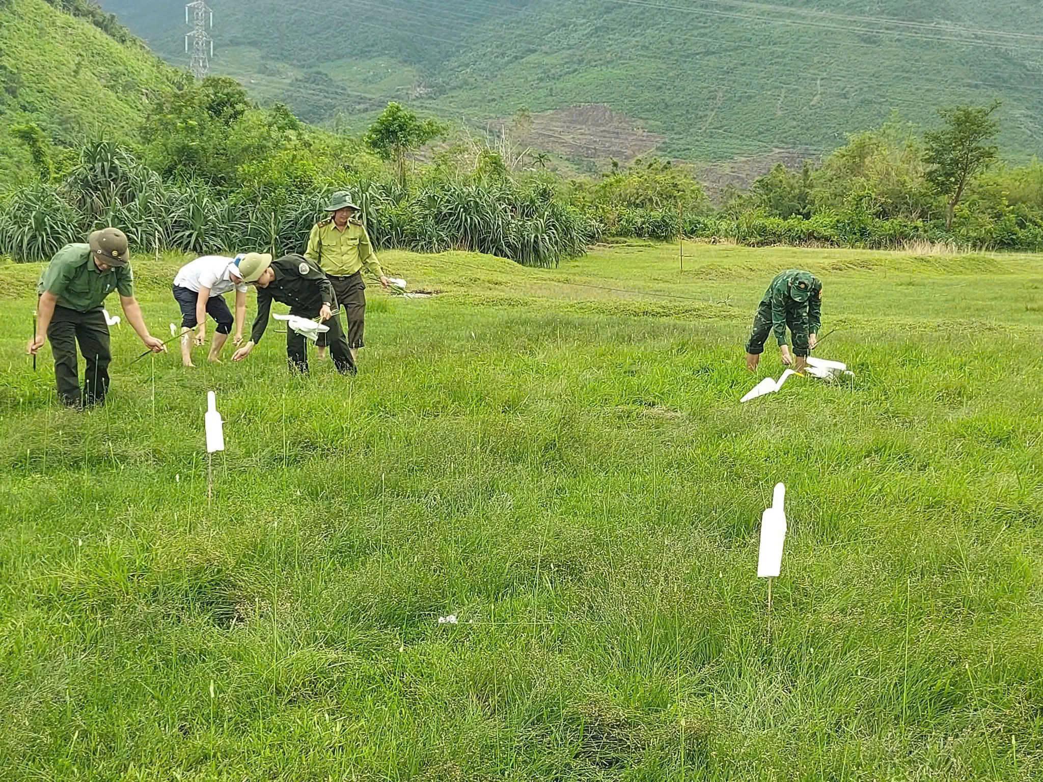 Video mãn nhãn những đàn cò trắng tung cánh khắp cánh đồng ở Huế- Ảnh 1. Video mãn nhãn những đàn cò trắng tung cánh khắp cánh đồng ở Huế- Ảnh 1.