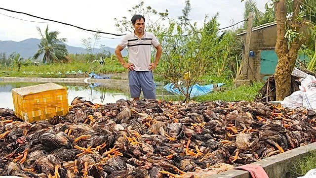 Hàng nghìn nhà dân ở Nghệ An ngập sâu, tài sản, vật nuôi chìm trong nước lũ- Ảnh 6.