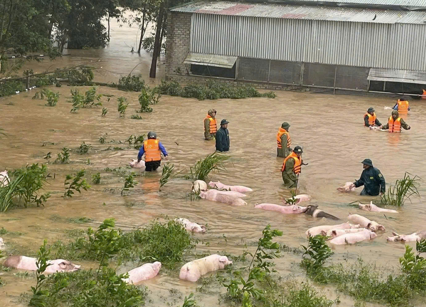 Hàng nghìn nhà dân ở Nghệ An ngập sâu, tài sản, vật nuôi chìm trong nước lũ- Ảnh 7.