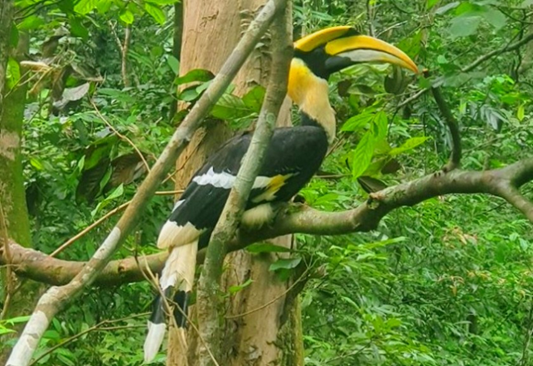 Loài thú móng guốc cực kỳ quý hiếm ở rừng Phong Nha – Kẻ Bàng- Ảnh 1. Loài thú móng guốc cực kỳ quý hiếm ở rừng Phong Nha – Kẻ Bàng- Ảnh 1.