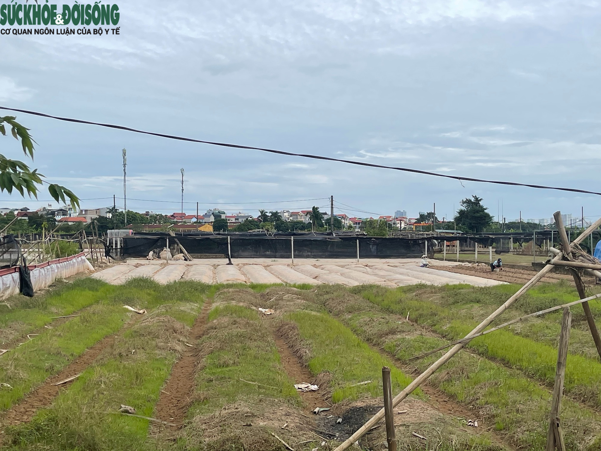 Cảnh tiêu điều tại làng hoa Tây Tựu, nhiều hộ dân mất trắng sau ngập lụt- Ảnh 1. Cảnh tiêu điều tại làng hoa Tây Tựu, nhiều hộ dân mất trắng sau ngập lụt- Ảnh 1.