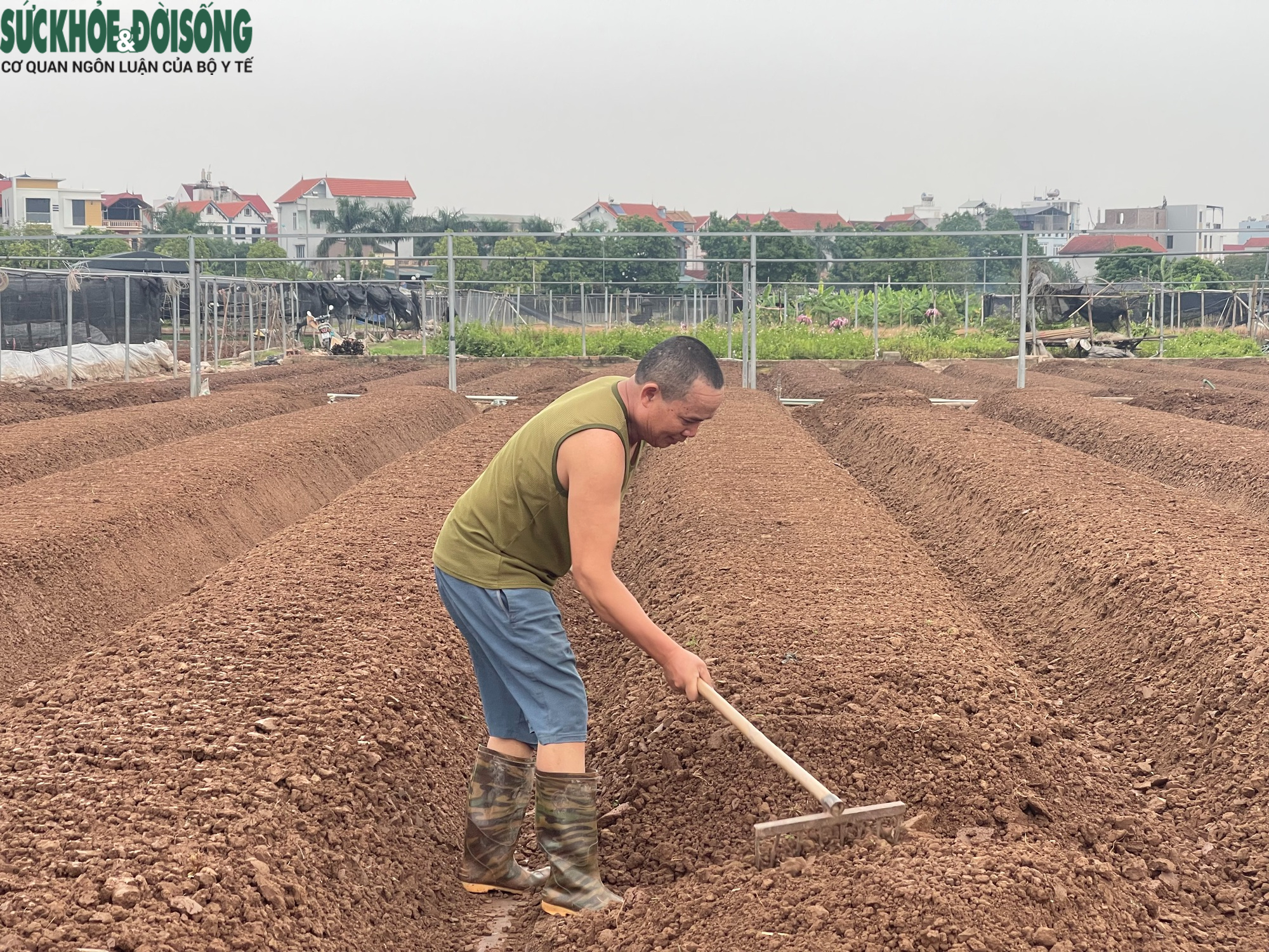 Cảnh tiêu điều tại làng hoa Tây Tựu, nhiều hộ dân mất trắng sau ngập lụt- Ảnh 8. Cảnh tiêu điều tại làng hoa Tây Tựu, nhiều hộ dân mất trắng sau ngập lụt- Ảnh 8.