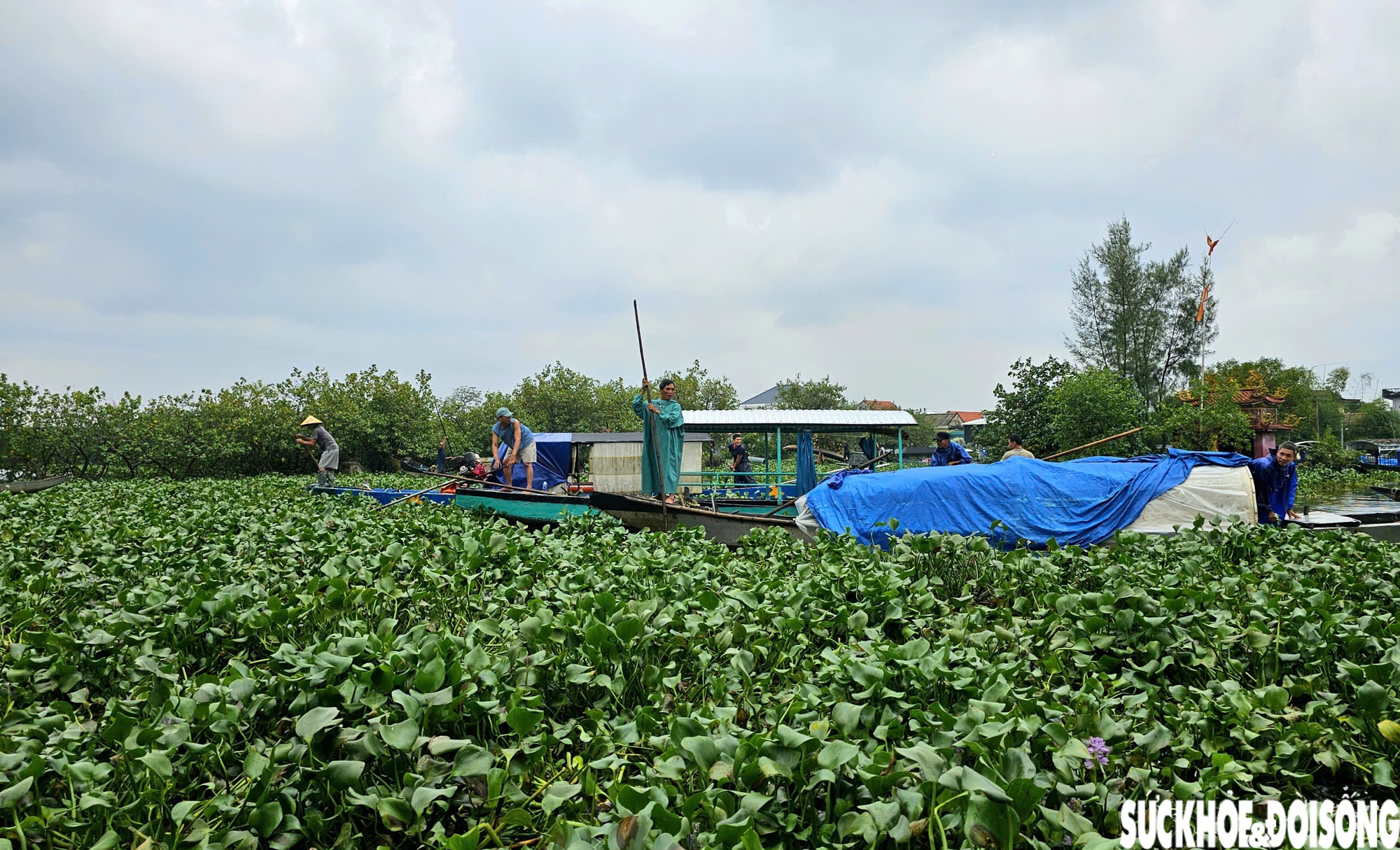 Lục bình phủ kín mặt nước, người dân điểm du lịch cộng đồng ở Huế ngâm mình 'giải vây'- Ảnh 3. Lục bình phủ kín mặt nước, người dân điểm du lịch cộng đồng ở Huế ngâm mình 'giải vây'- Ảnh 3.