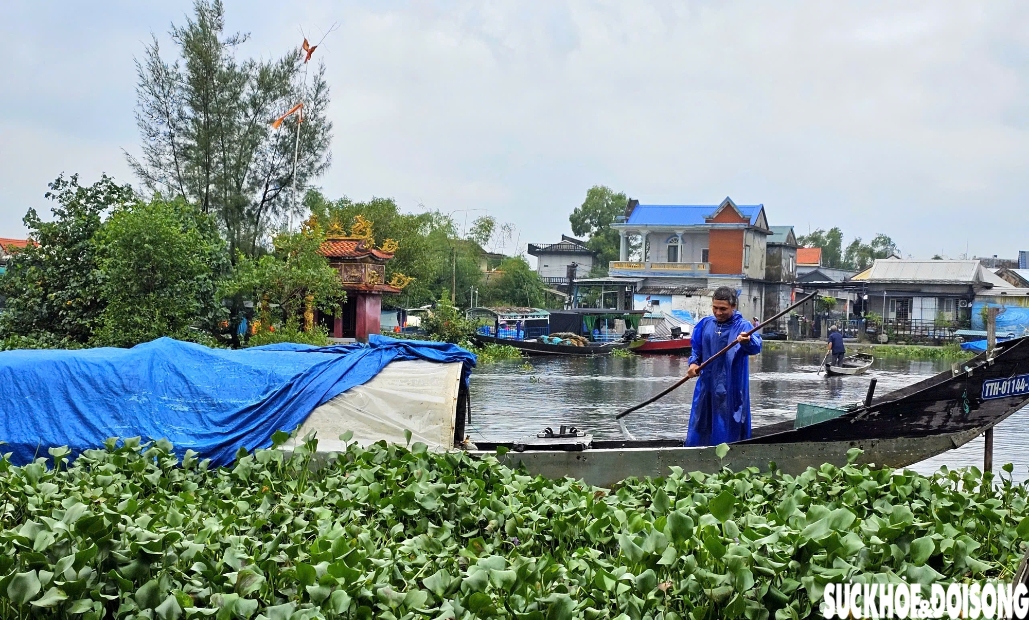 Lục bình phủ kín mặt nước, người dân điểm du lịch cộng đồng ở Huế ngâm mình 'giải vây'- Ảnh 10. Lục bình phủ kín mặt nước, người dân điểm du lịch cộng đồng ở Huế ngâm mình 'giải vây'- Ảnh 10.
