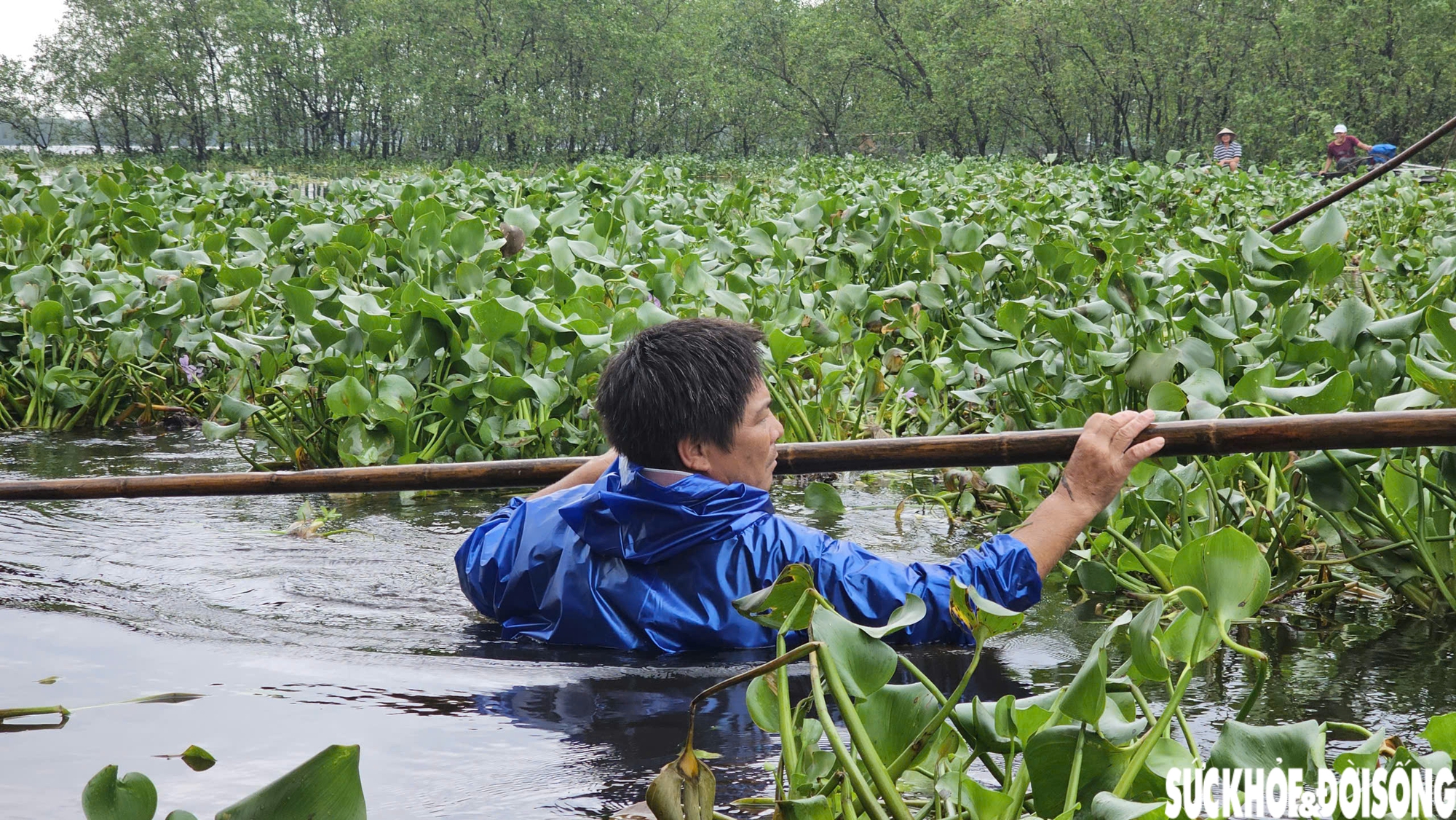 Lục bình phủ kín mặt nước, người dân điểm du lịch cộng đồng ở Huế ngâm mình 'giải vây'- Ảnh 8. Lục bình phủ kín mặt nước, người dân điểm du lịch cộng đồng ở Huế ngâm mình 'giải vây'- Ảnh 8.