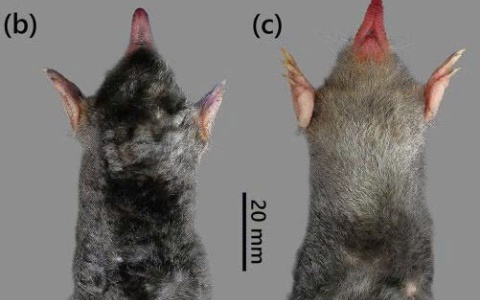 Phát hiện nhiều loài động vật quý hiếm tại Thanh Hóa- Ảnh 5.