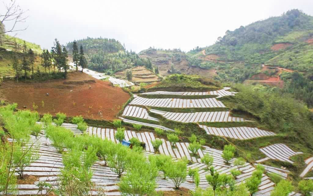Hoàn thiện thể chế, phát huy thế mạnh y học cổ truyền Việt Nam- Ảnh 3. Hoàn thiện thể chế, phát huy thế mạnh y học cổ truyền Việt Nam- Ảnh 3.