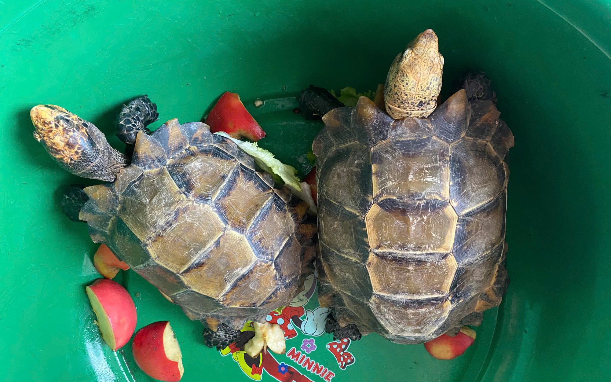 Phát hiện hai cá thể rùa quý hiếm trong khuôn viên đền