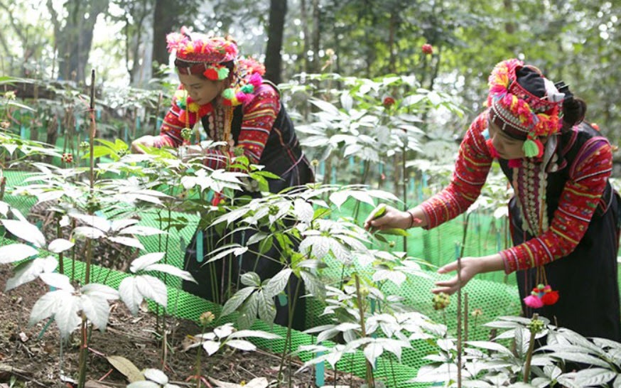 Giá trị bền vững của bài thuốc dân gian trong thời đại mới- Ảnh 3. Giá trị bền vững của bài thuốc dân gian trong thời đại mới- Ảnh 3.