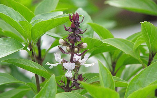 4 lý do nên ăn lá húng quế khi thời tiết lạnh