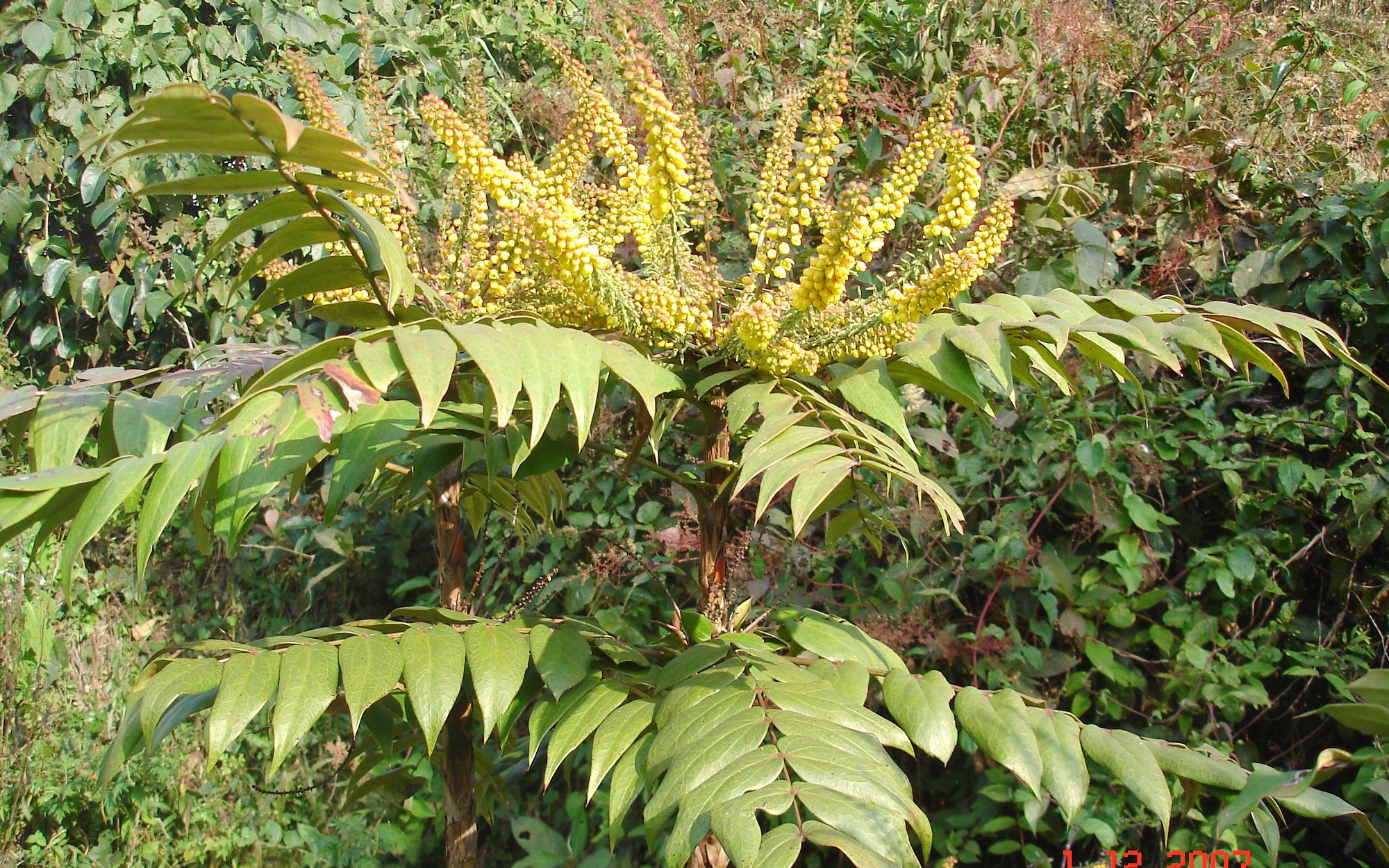 Đa dạng hóa sinh kế, nghề trồng và chế biến dược liệu giúp bà con thoát nghèo- Ảnh 3.