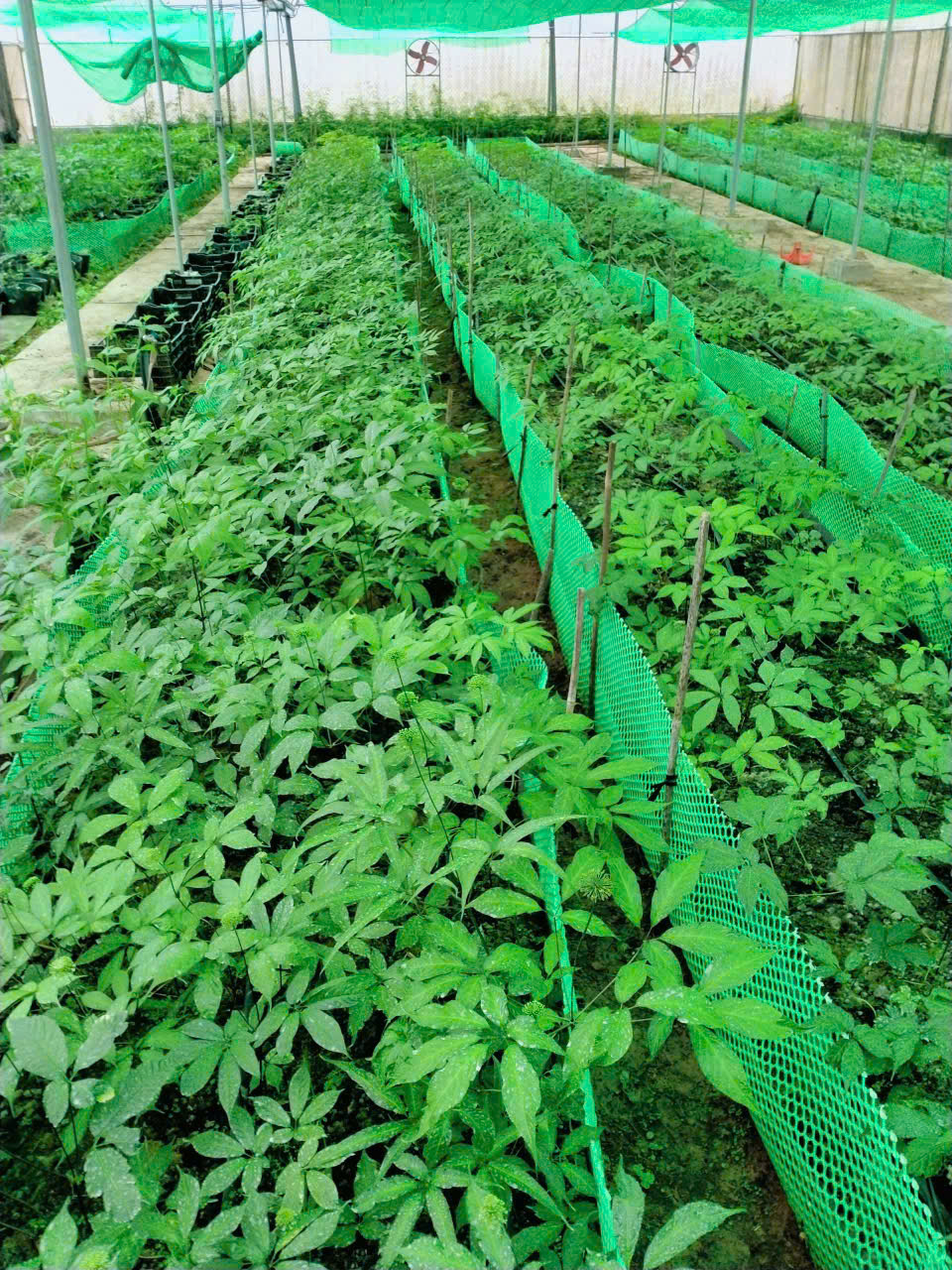 Hoàn thiện cơ chế bảo tồn và phát triển giống dược liệu: Bước đi chiến lược cho y học cổ truyền Việt Nam- Ảnh 2. Hoàn thiện cơ chế bảo tồn và phát triển giống dược liệu: Bước đi chiến lược cho y học cổ truyền Việt Nam- Ảnh 2.