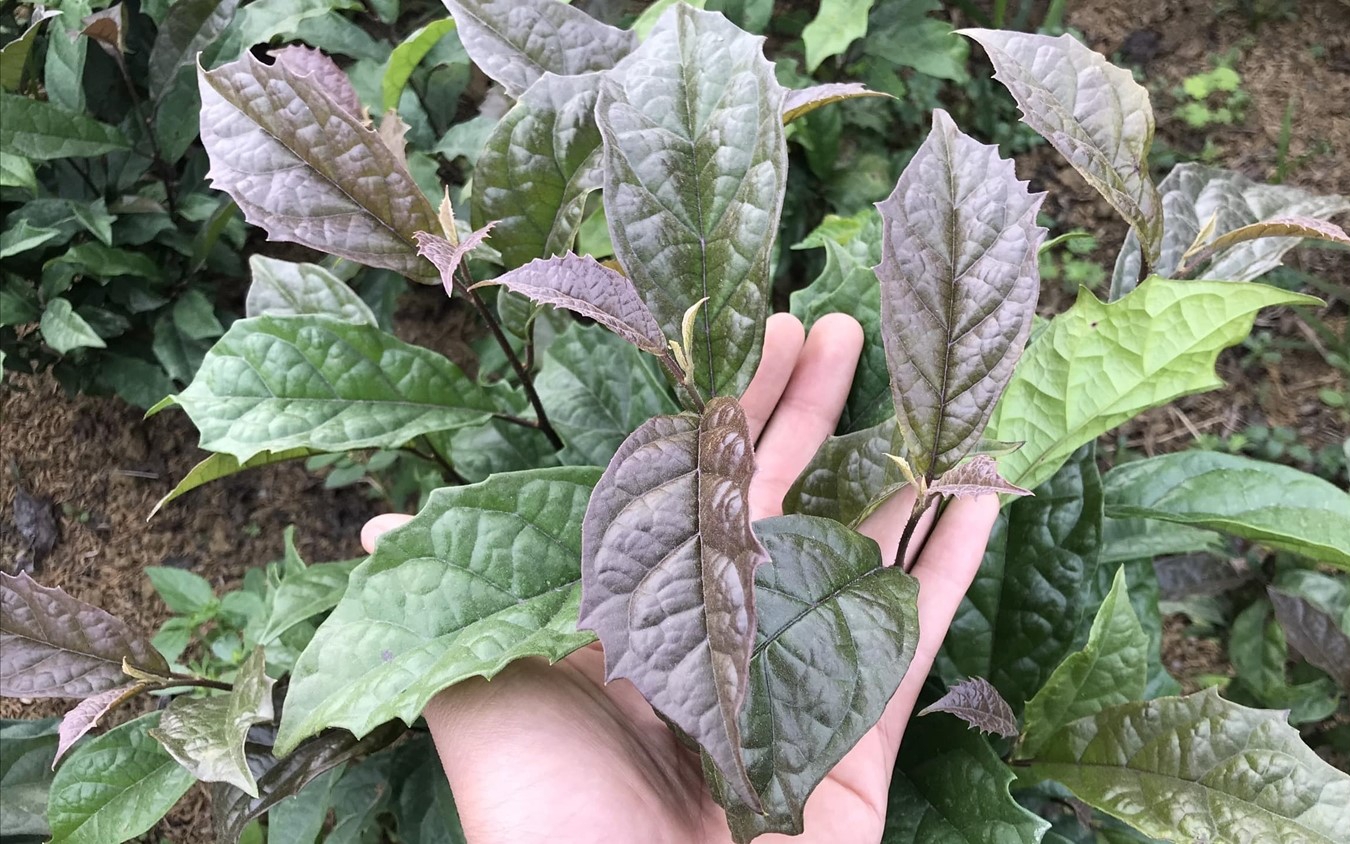 Bí quyết phục hồi sức khoẻ sau sinh của phụ nữ Thái từ nồi lá thơm xông hơ- Ảnh 3.