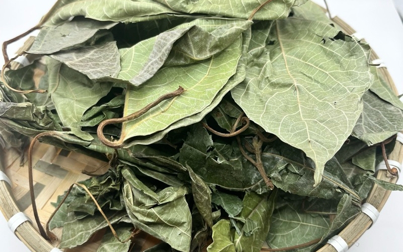 Lá sung nấu nước uống có tác dụng gì? Những điều cần biết trước khi sử dụng - Ảnh 2.