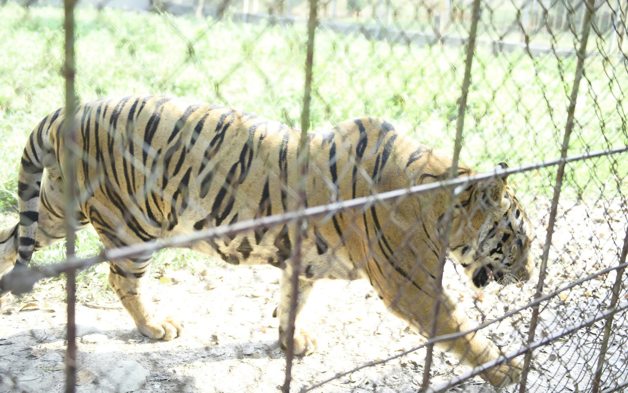 Phát hiện động vật ‘mắc cỡ' quý hiếm  trong sách đỏ giữa đồi keo- Ảnh 3.