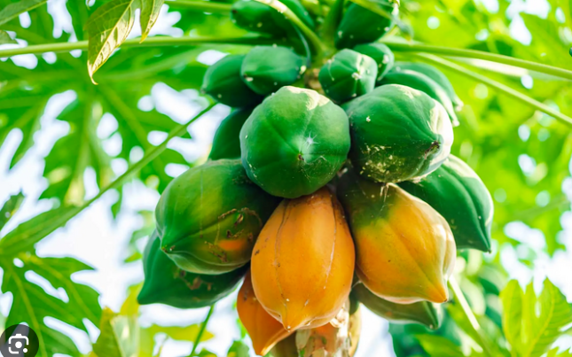 Tác dụng của đu đủ xanh và đu đủ chín khác nhau thế nào?