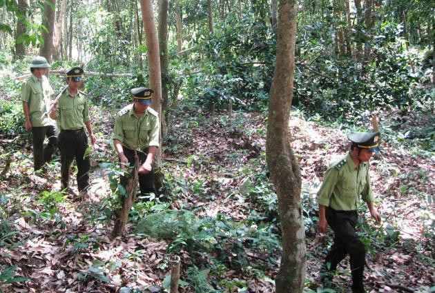 Chuyện về loài cây quý hiếm bậc nhất Việt Nam- Ảnh 4.