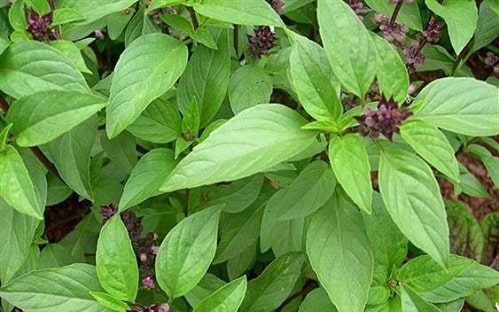 10 lợi ích sức khỏe của húng quế tươi không thể bỏ qua trong chế độ dinh dưỡng