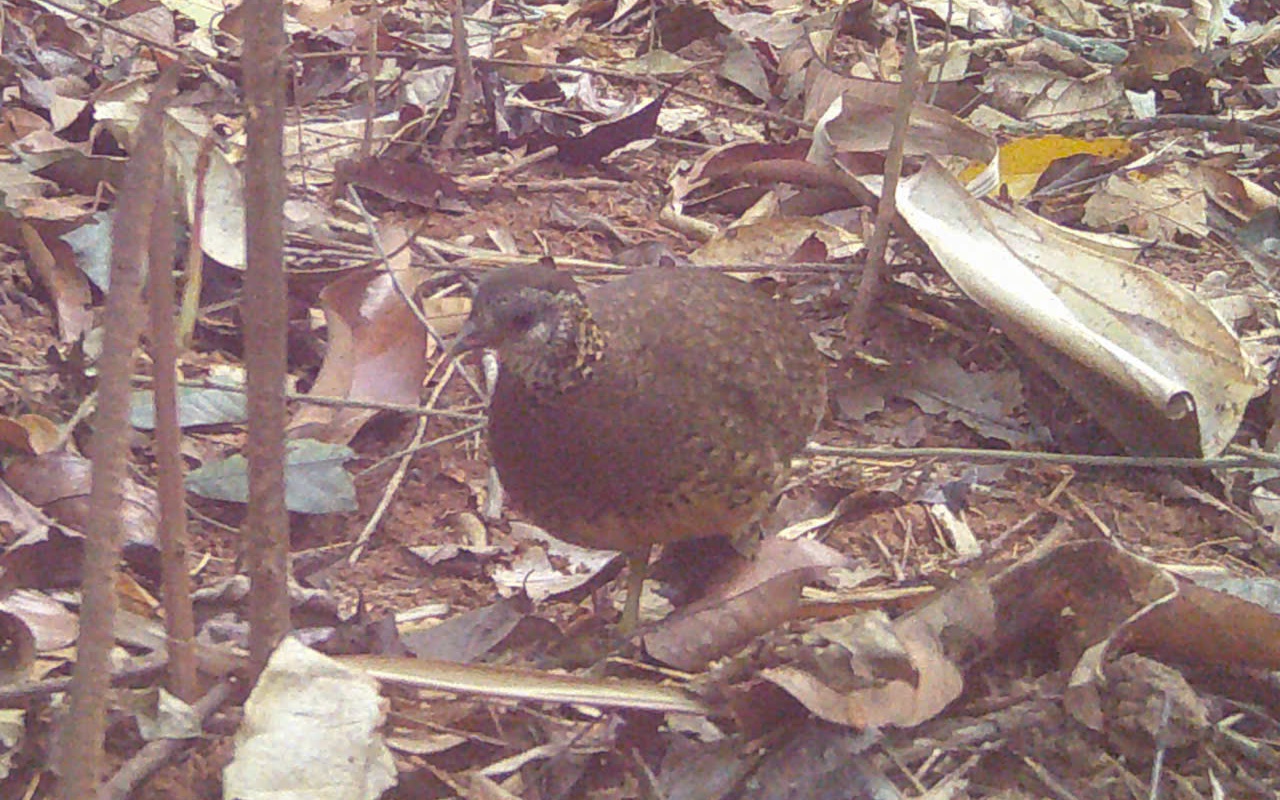 Đà điểu cao gần 3m chạy rông giữa khu công nghiệp, gây náo loạn người đi đường- Ảnh 1. Đà điểu cao gần 3m chạy rông giữa khu công nghiệp, gây náo loạn người đi đường- Ảnh 1.