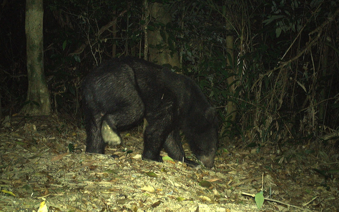 Quảng Trị đầu tư tiền tỷ hỗ trợ phục hồi động vật hoang dã