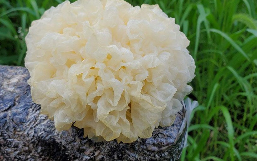 4 món canh thuốc giúp dưỡng âm, bảo vệ phổi trong mùa lạnh