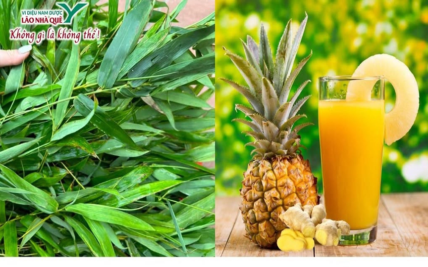 Dứa và Tre trong y học cổ truyền và tiềm năng ứng dụng trong y học hiện đại