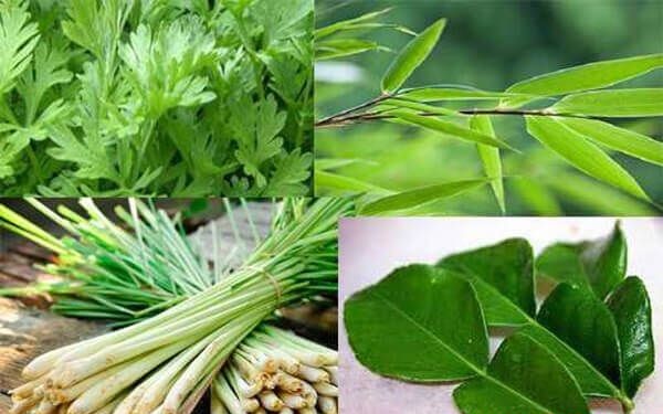 Traditionella medicinska metoder för att förebygga influensa A - Foto 2. Các phương pháp y học cổ truyền giúp phòng chống cúm A- Ảnh 2.