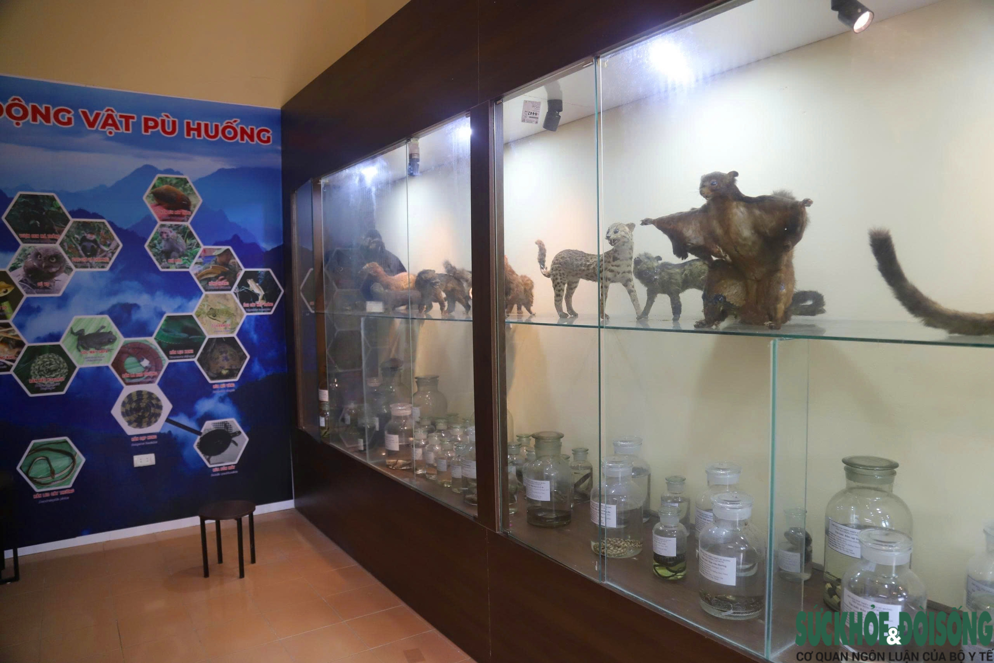 Bên trong bảo tàng lưu giữ nguồn gen quý hiếm của Khu bảo tồn thiên nhiên Pù Huống- Ảnh 1. Bên trong bảo tàng lưu giữ nguồn gen quý hiếm của Khu bảo tồn thiên nhiên Pù Huống- Ảnh 1.