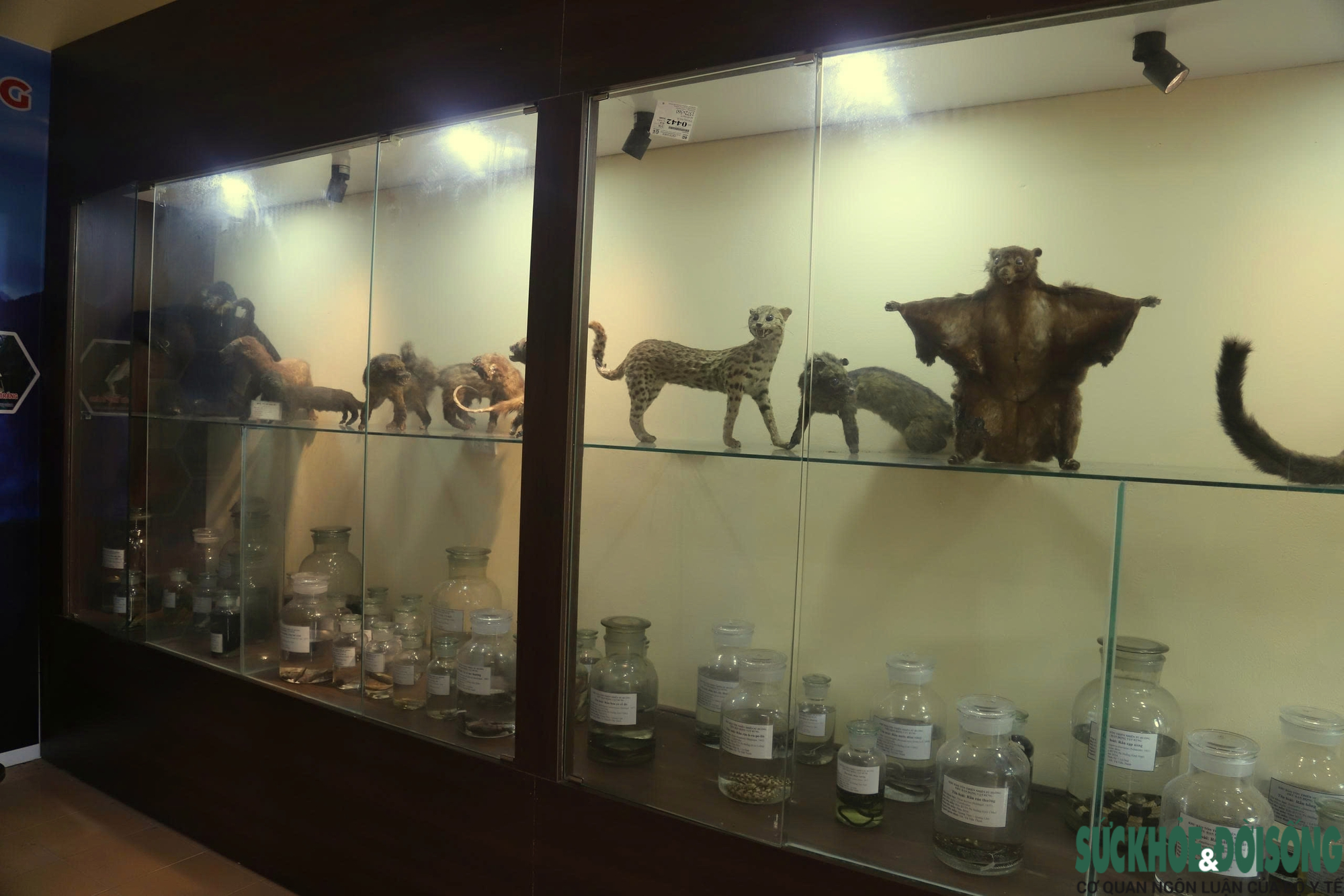 Bên trong bảo tàng lưu giữ nguồn gen quý hiếm của Khu bảo tồn thiên nhiên Pù Huống- Ảnh 3. Bên trong bảo tàng lưu giữ nguồn gen quý hiếm của Khu bảo tồn thiên nhiên Pù Huống- Ảnh 3.