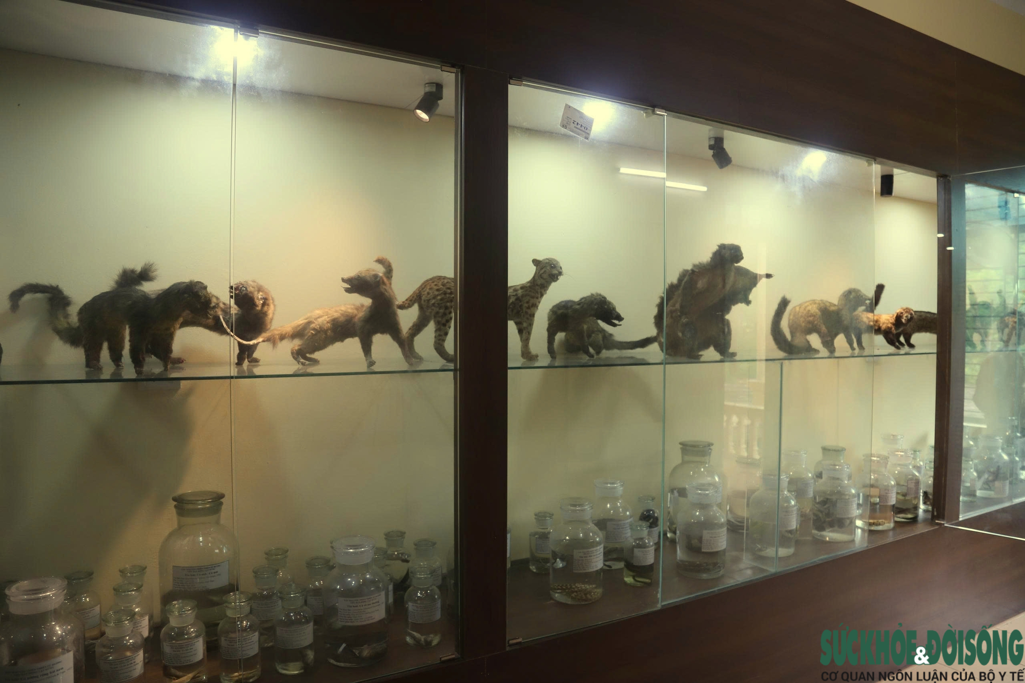 Bên trong bảo tàng lưu giữ nguồn gen quý hiếm của Khu bảo tồn thiên nhiên Pù Huống- Ảnh 6. Bên trong bảo tàng lưu giữ nguồn gen quý hiếm của Khu bảo tồn thiên nhiên Pù Huống- Ảnh 6.