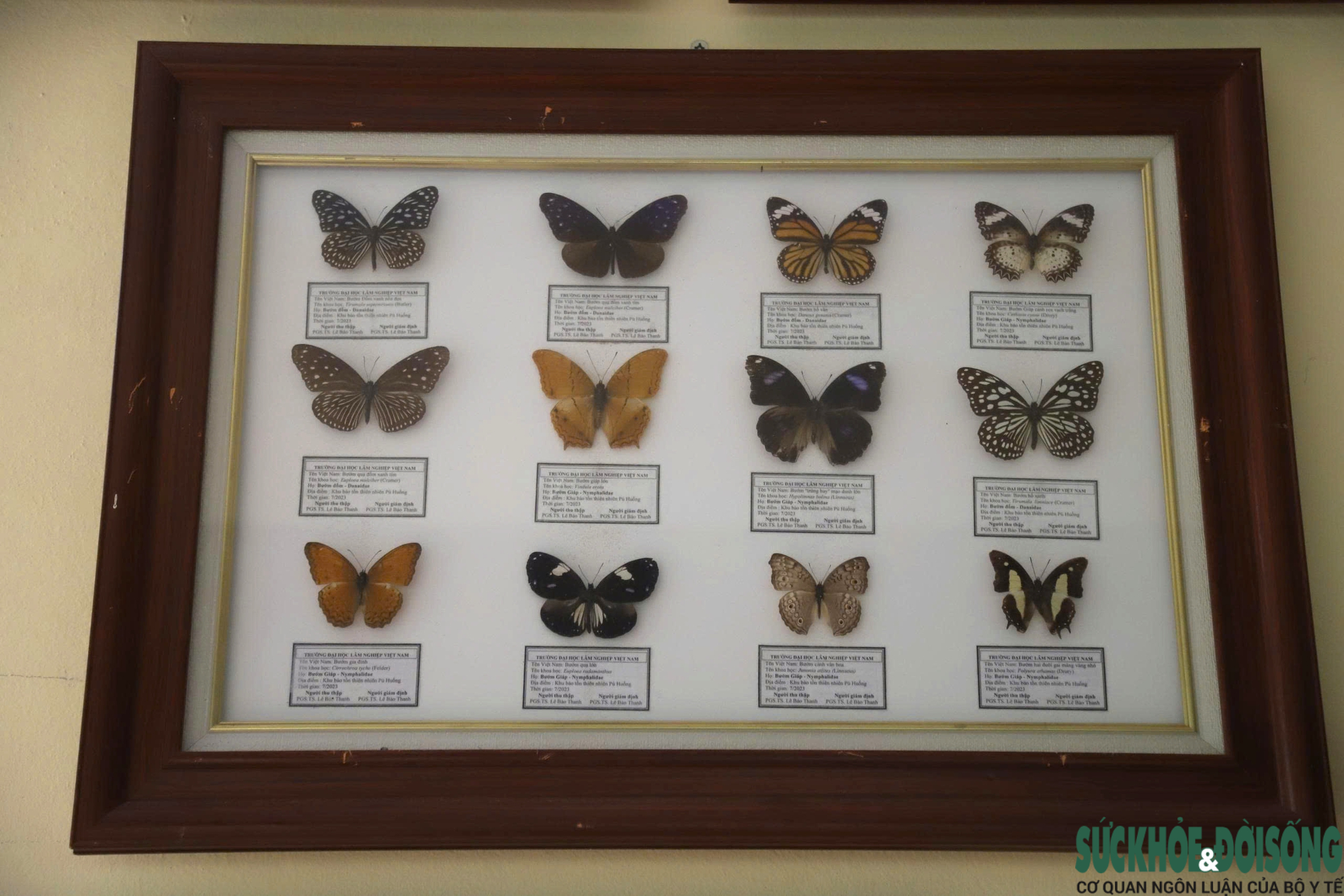 Bên trong bảo tàng lưu giữ nguồn gen quý hiếm của Khu bảo tồn thiên nhiên Pù Huống- Ảnh 7. Bên trong bảo tàng lưu giữ nguồn gen quý hiếm của Khu bảo tồn thiên nhiên Pù Huống- Ảnh 7.