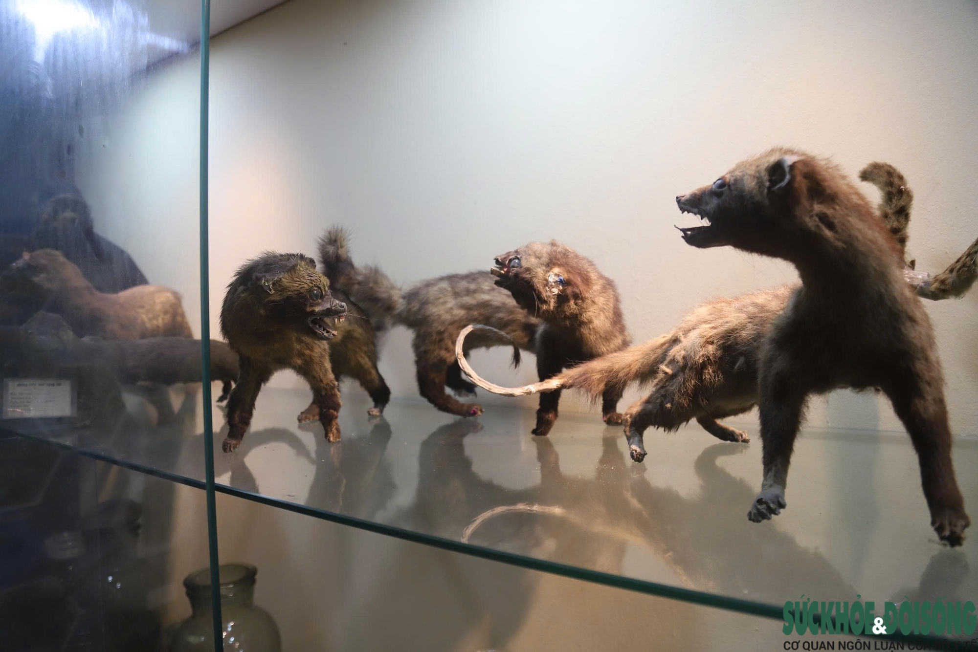 Bên trong bảo tàng lưu giữ nguồn gen quý hiếm của Khu bảo tồn thiên nhiên Pù Huống- Ảnh 8. Bên trong bảo tàng lưu giữ nguồn gen quý hiếm của Khu bảo tồn thiên nhiên Pù Huống- Ảnh 8.