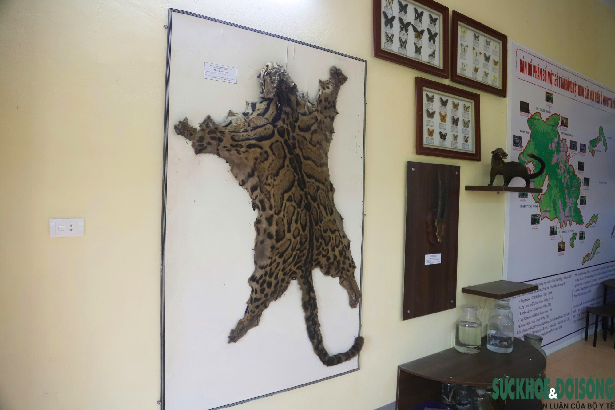 Bên trong bảo tàng lưu giữ nguồn gen quý hiếm của Khu bảo tồn thiên nhiên Pù Huống- Ảnh 9. Bên trong bảo tàng lưu giữ nguồn gen quý hiếm của Khu bảo tồn thiên nhiên Pù Huống- Ảnh 9.