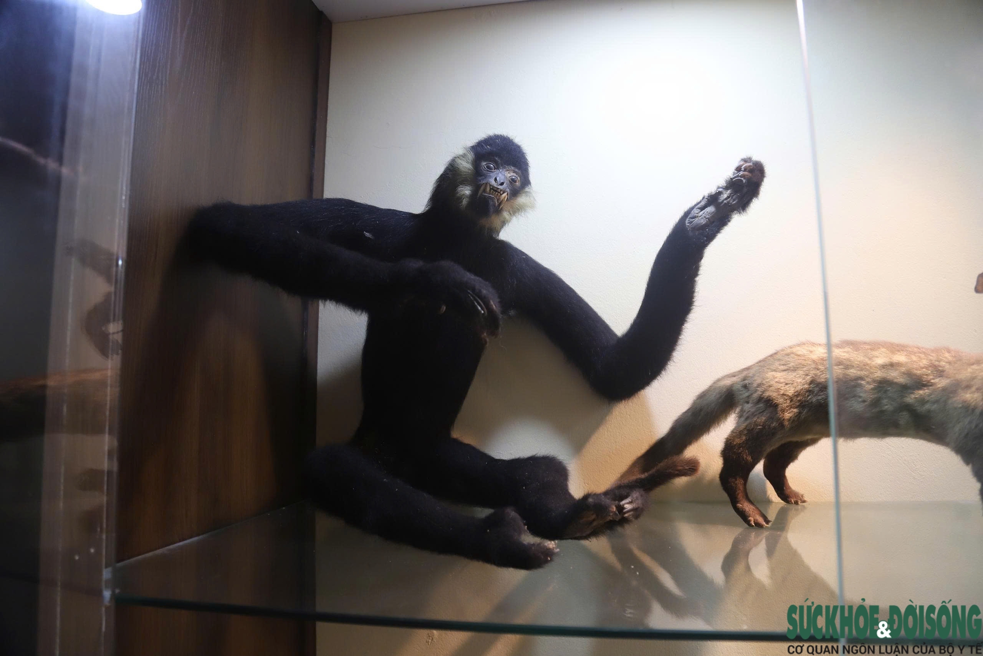 Bên trong bảo tàng lưu giữ nguồn gen quý hiếm của Khu bảo tồn thiên nhiên Pù Huống- Ảnh 10. Bên trong bảo tàng lưu giữ nguồn gen quý hiếm của Khu bảo tồn thiên nhiên Pù Huống- Ảnh 10.