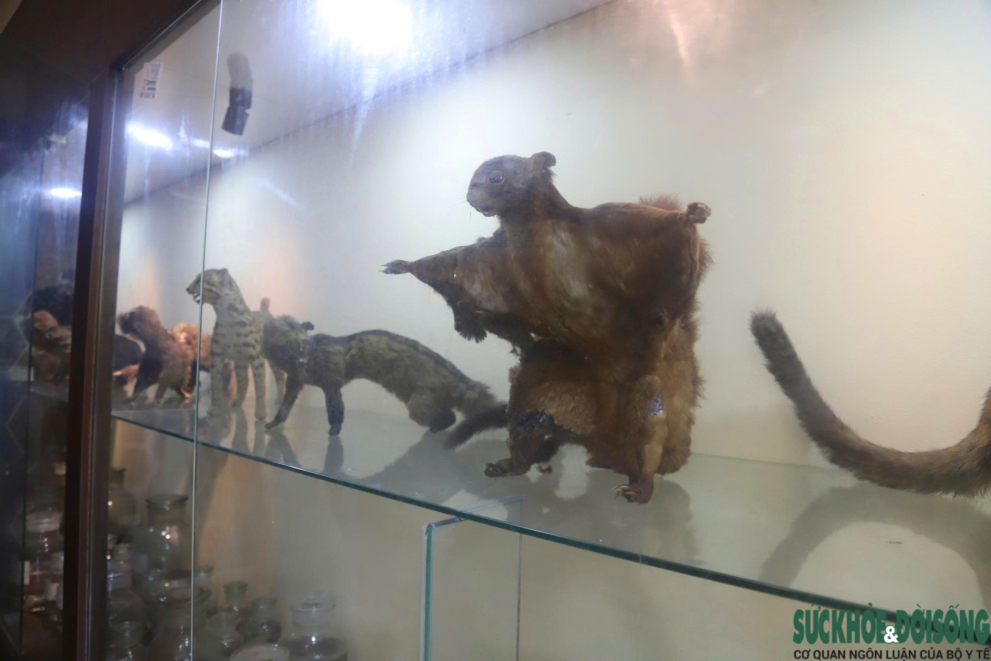 Bên trong bảo tàng lưu giữ nguồn gen quý hiếm của Khu bảo tồn thiên nhiên Pù Huống- Ảnh 11. Bên trong bảo tàng lưu giữ nguồn gen quý hiếm của Khu bảo tồn thiên nhiên Pù Huống- Ảnh 11.