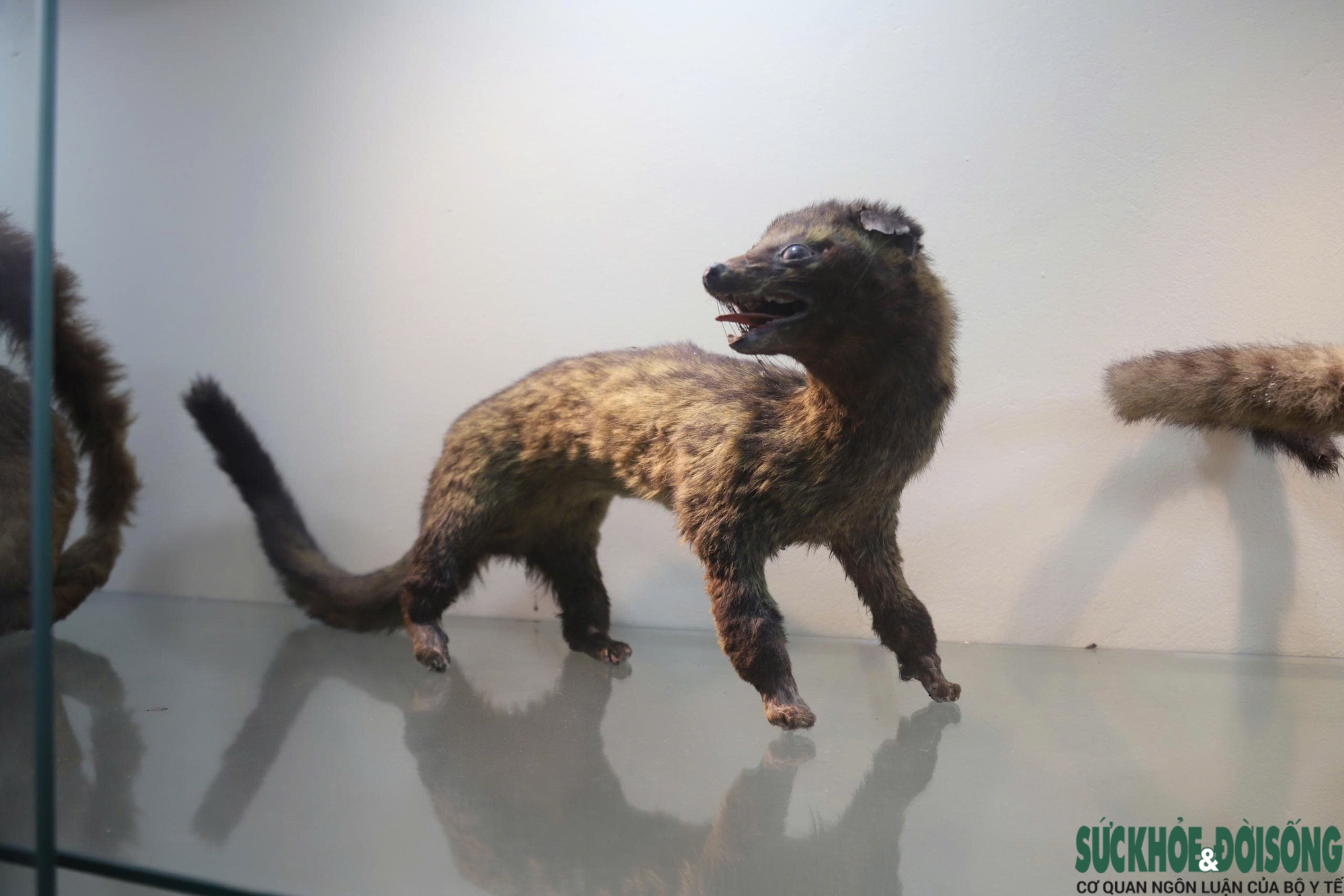 Bên trong bảo tàng lưu giữ nguồn gen quý hiếm của Khu bảo tồn thiên nhiên Pù Huống- Ảnh 12. Bên trong bảo tàng lưu giữ nguồn gen quý hiếm của Khu bảo tồn thiên nhiên Pù Huống- Ảnh 12.