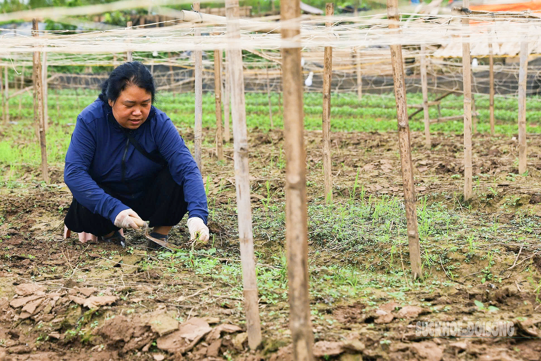 Người dân Nhật Tân 'chạy đua' trồng hoa Tết - Ảnh 8. Người dân Nhật Tân 'chạy đua' trồng hoa Tết - Ảnh 8.
