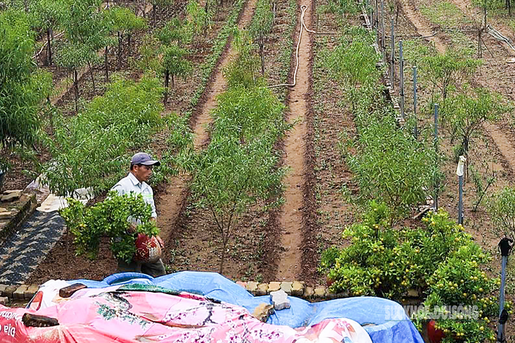 Người dân Nhật Tân 'chạy đua' trồng hoa Tết - Ảnh 7. Người dân Nhật Tân 'chạy đua' trồng hoa Tết - Ảnh 7.