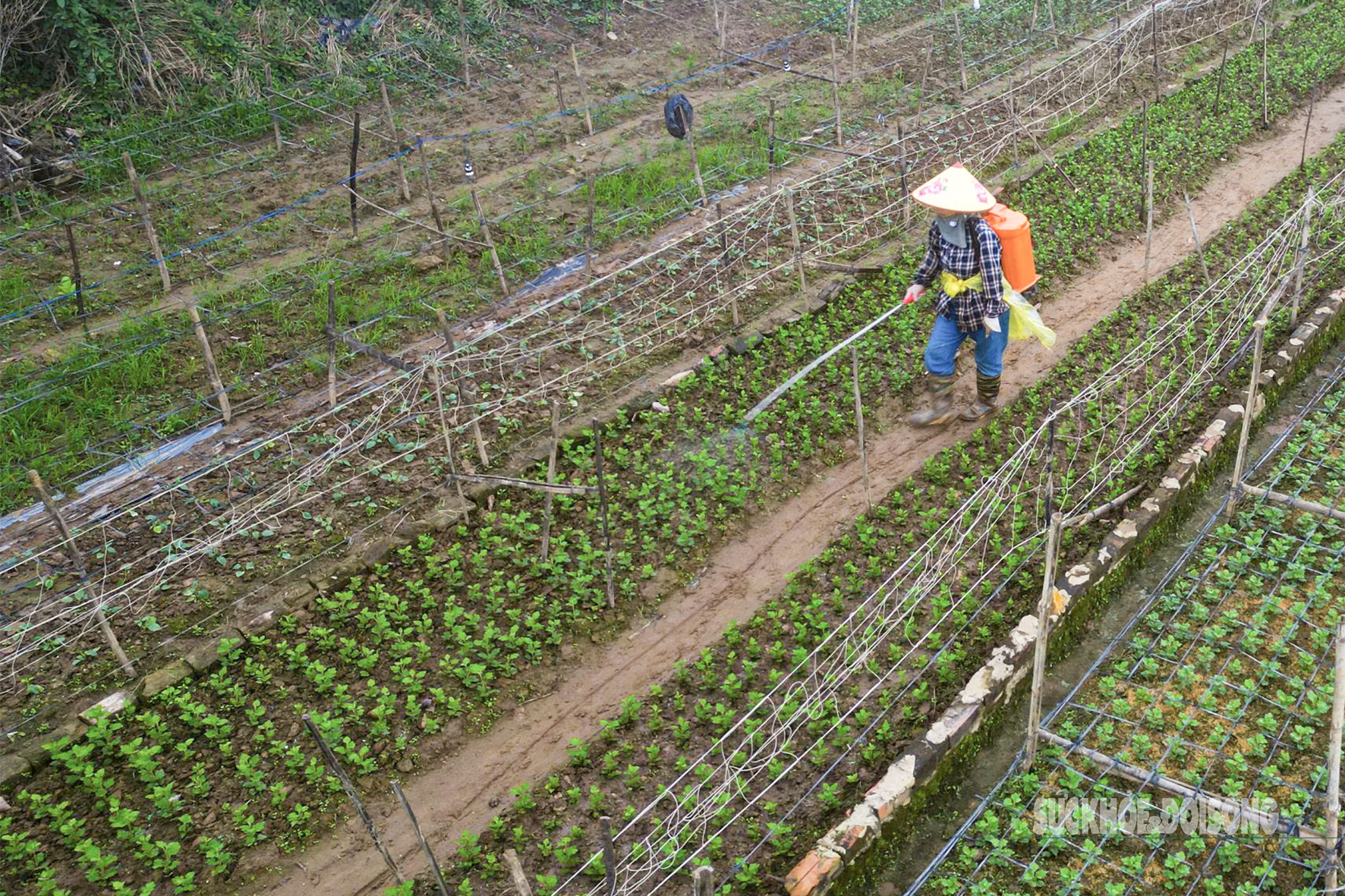 Người dân Nhật Tân 'chạy đua' trồng hoa Tết - Ảnh 6. Người dân Nhật Tân 'chạy đua' trồng hoa Tết - Ảnh 6.