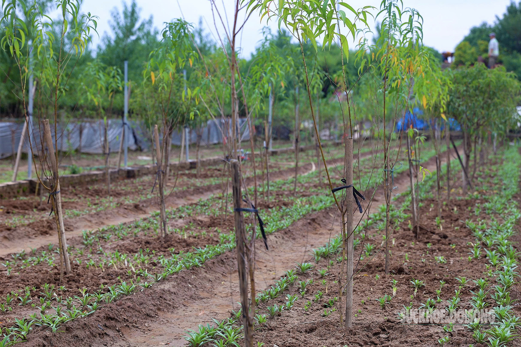 Người dân Nhật Tân 'chạy đua' trồng hoa Tết - Ảnh 5. Người dân Nhật Tân 'chạy đua' trồng hoa Tết - Ảnh 5.